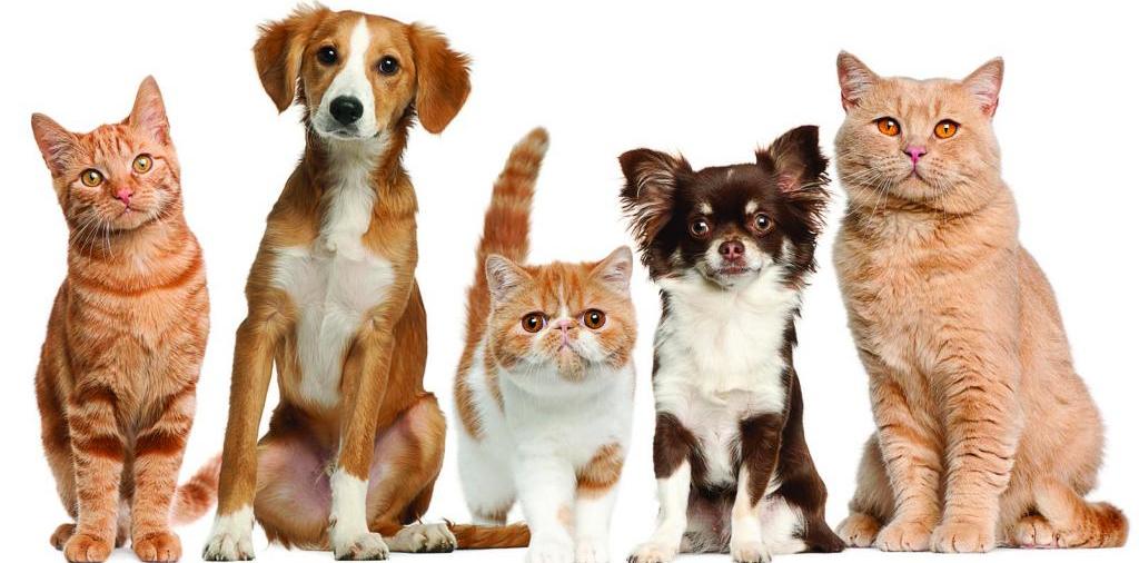 Доска объявлений о животных | ЗооТом - продажа, вязка и услуги для животных в Покрове