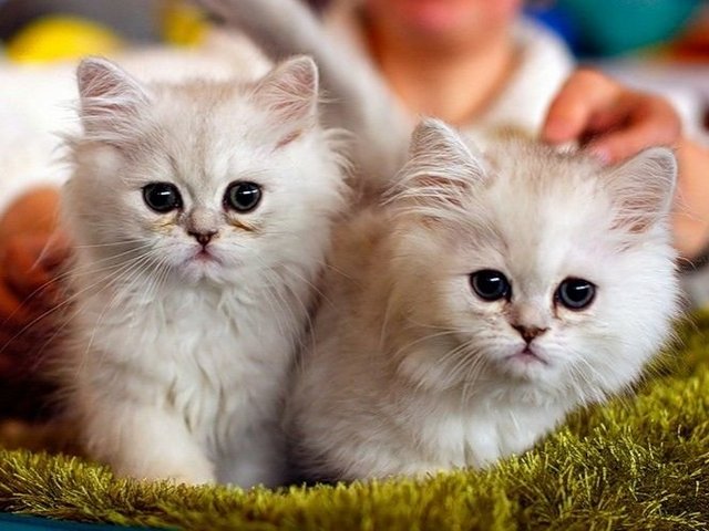 Породы кошек в Покрове | ЗооТом портал о животных