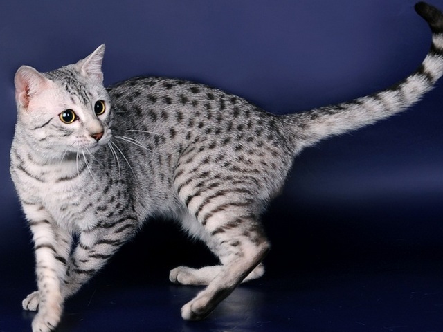Породы кошек в Покрове | ЗооТом портал о животных