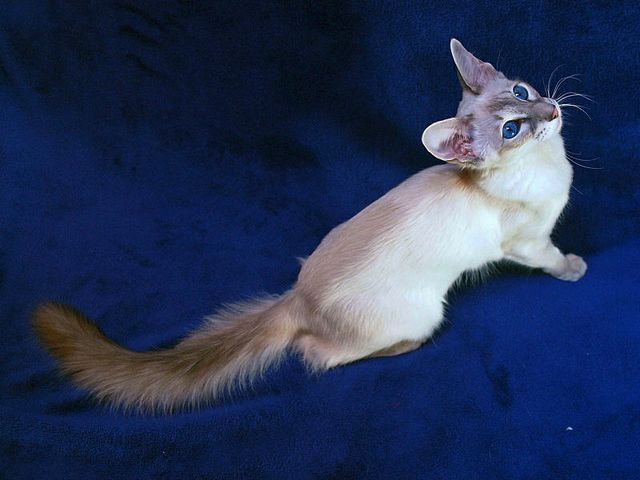 Выведенные породы кошек в Покрове | ЗооТом портал о животных