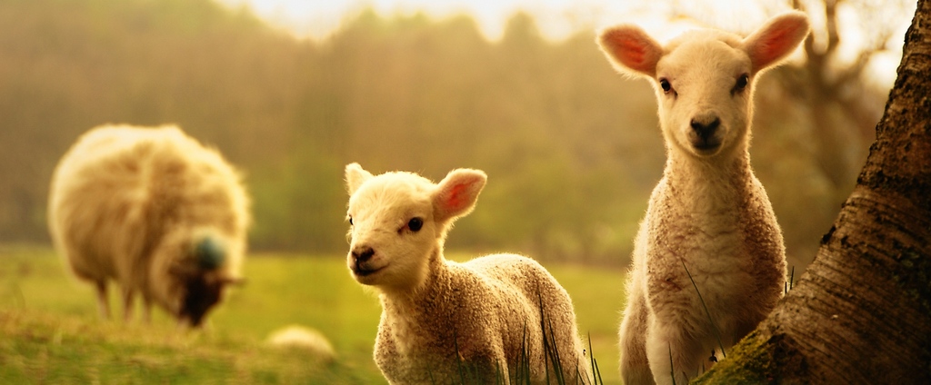 Объявления о сельскохозяйственных животных | ЗооТом - продажа, вязка и услуги для животных в Покрове
