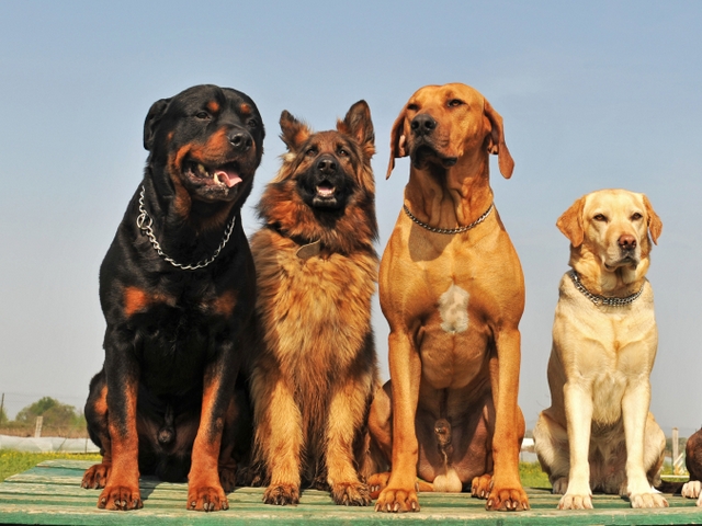 Крупные породы собак в Покрове | ЗооТом портал о животных